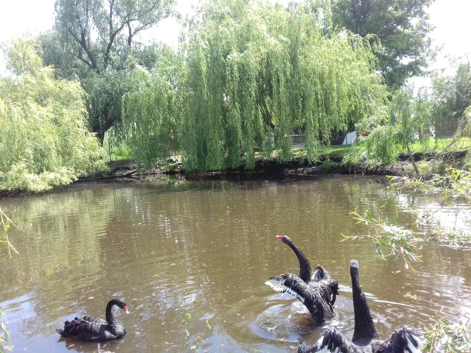 Водоём питомника с ивами, на воде чёрные лебеди